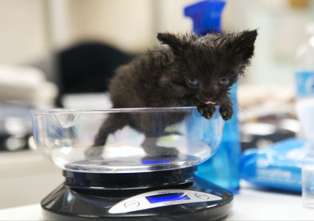 Pets Wild Kitten Deaths (copy)